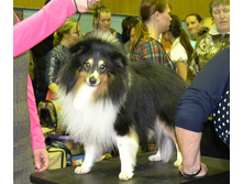 ���� �����