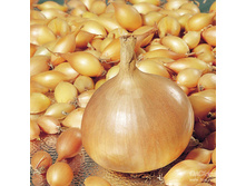 ����� F1 (������ 10-21) 200���. �� 900�, 100���. �� 450�.) (� ������ ������ ���������� ������� �� 450�.).jpg