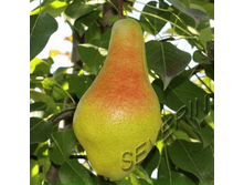 ����� ���������-400�