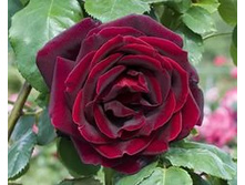 ���� ������� 220���. (����� �������� 1��).jpg