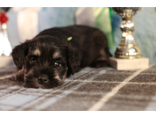 ��� ����� �-�1.JPG