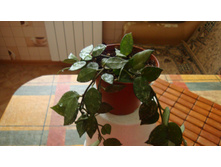 ���� Lacunosa Eskmo