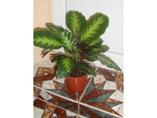 ������� ����� calathea  Misto - 350 ���.
