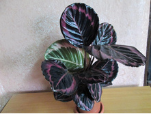 �������  Little Princess-