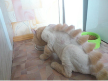 Cat-dragon2.jpg