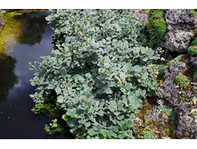 ��� ����������2.jpg