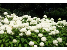 ����������� ���*����.