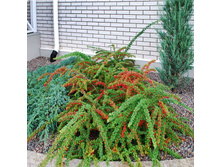 �������� �������� «���� ������».jpg