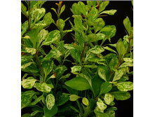 �������� �������� «������».jpg