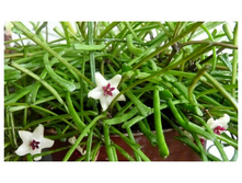 Hoya retusa(���� �� �����)(�)