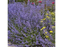 �������� �������*