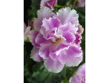 �� �������� �������