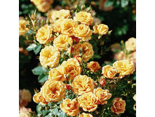 ���������� 220��� (����� �������� 1��.).jpg