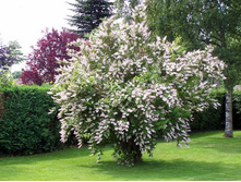 ������ �������� «�����» 1.jpg