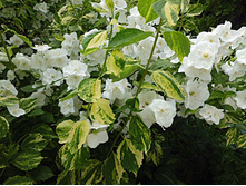 �������� (1.5�)