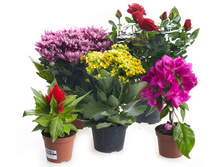 ��������� ��������