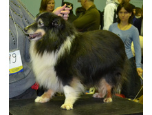 ���� �����