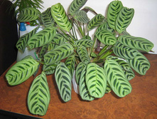 �������� ����-������ (Ctenanthe burle-marxi)