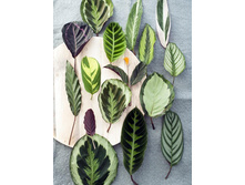 ������������ ������� ......!!!!!