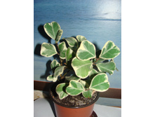Ficus triangularis white var.