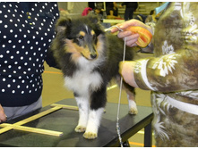 ���� �����