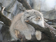 ���������� �����.jpg