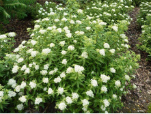 ������ �������� «�������������».jpg