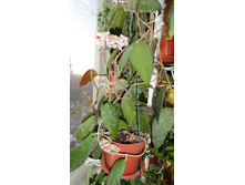 ������� - �������� !!!!