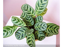 �������� ����-������ (Ctenanthe burle-marxi)  - ��  350 ���.