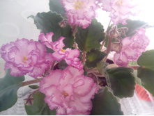 IMG 20150927 083841.jpg