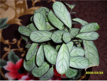 �������� Amagris.jpg