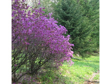 ����������� �����������1.JPG