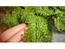 ����������-Smithii