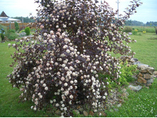 ������������� ������������� «�������».jpg