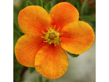 ���������� ��� «������� �����».jpg