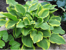 ����� ������ ����� 110�