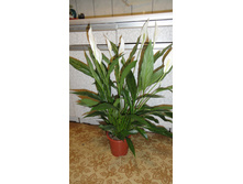 ����������� ������� ������ - 650- 800  ���.