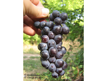 ����������� 180�