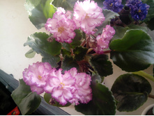 IMG 20150927 091917.jpg