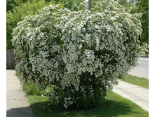 ������ �������� ���� 2.jpg