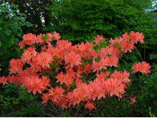 ����������� ��������.jpg