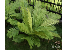 ���������� ����������.110�