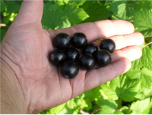 ��������� ������ «�������»1.jpg