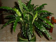 ������� ���������