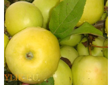 ������ ������ 260� (������).jpg