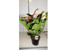 ��������� - 650- 750  ���.