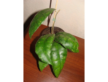 Hoya sp.  Perak