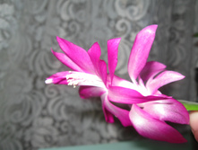 IMG 4598.JPG