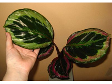 ������� ������ (Calathea roseopicta Marion.jpg