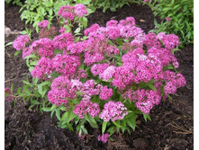 ������ �������� «������»1.jpg